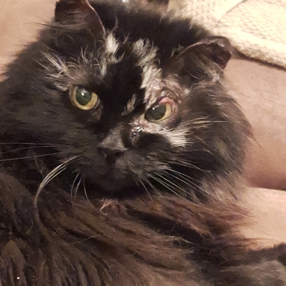 Meet your Posher, Becky - Picture 1 of 1